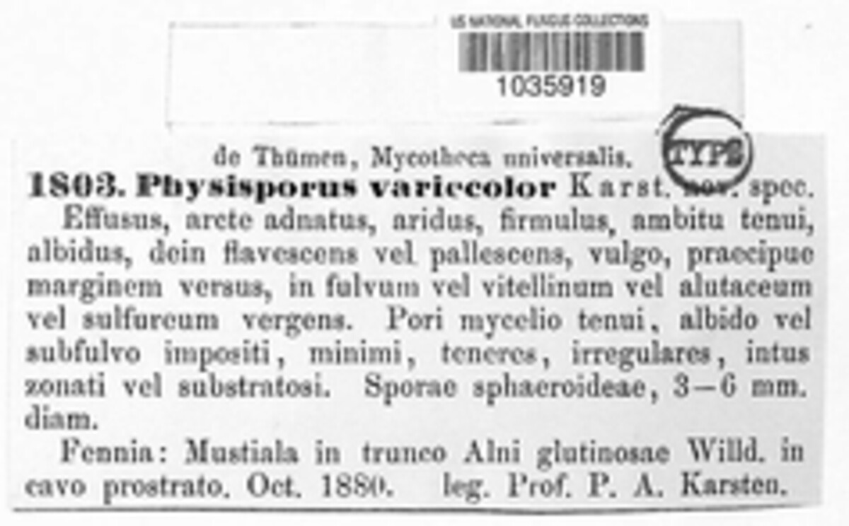 Physisporus variecolor image